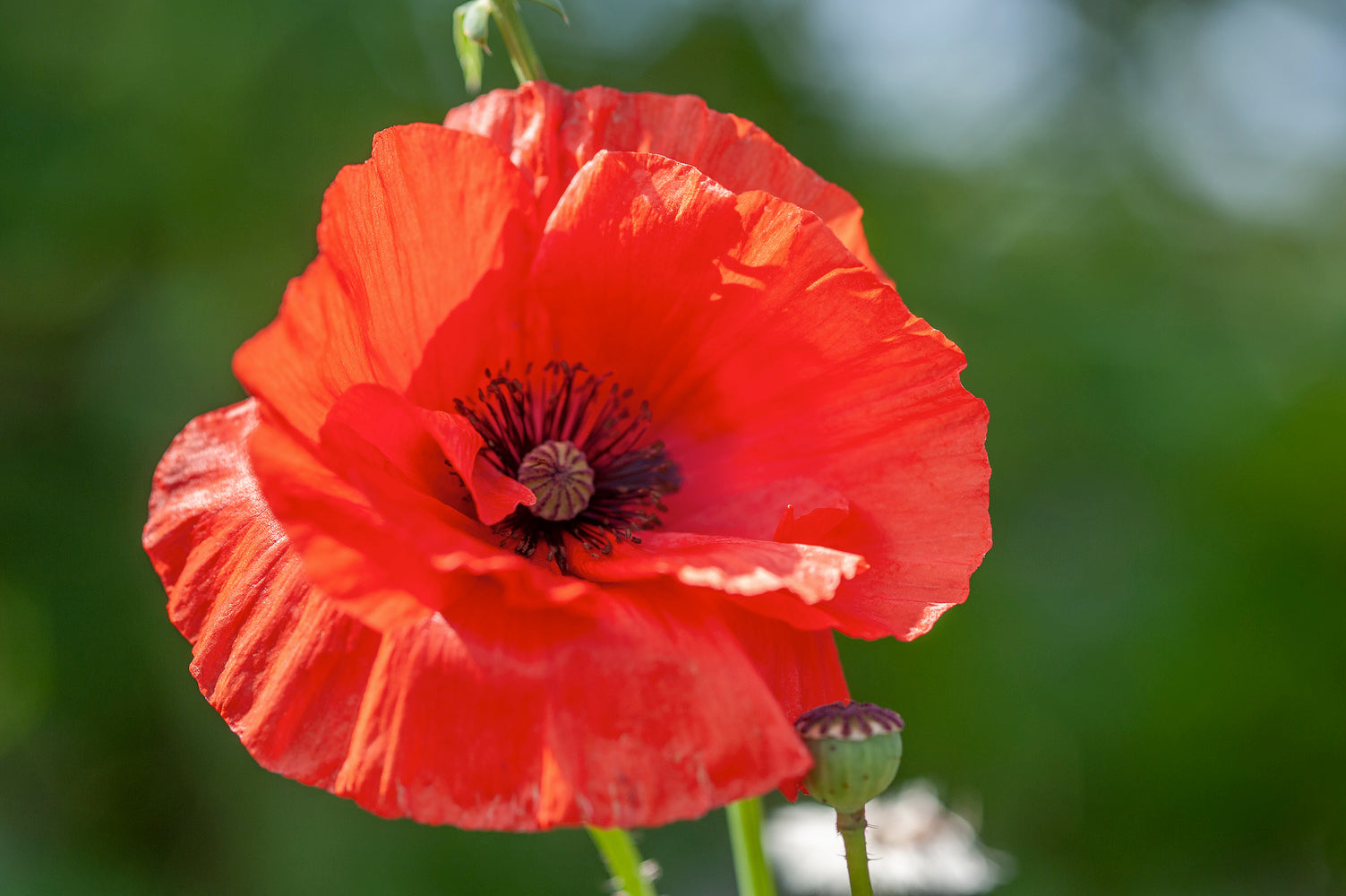 Poppy Flanders – Egmont Seeds