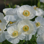 Poppy Bridal Silk