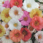 Portulaca Sunseeker Mix F1 Hybrid