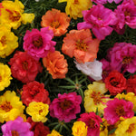 Portulaca Double Choice Mix