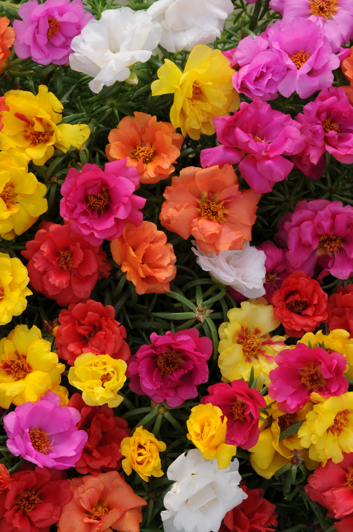 Portulaca Double Choice Mix