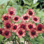 Potentilla Melton Fire