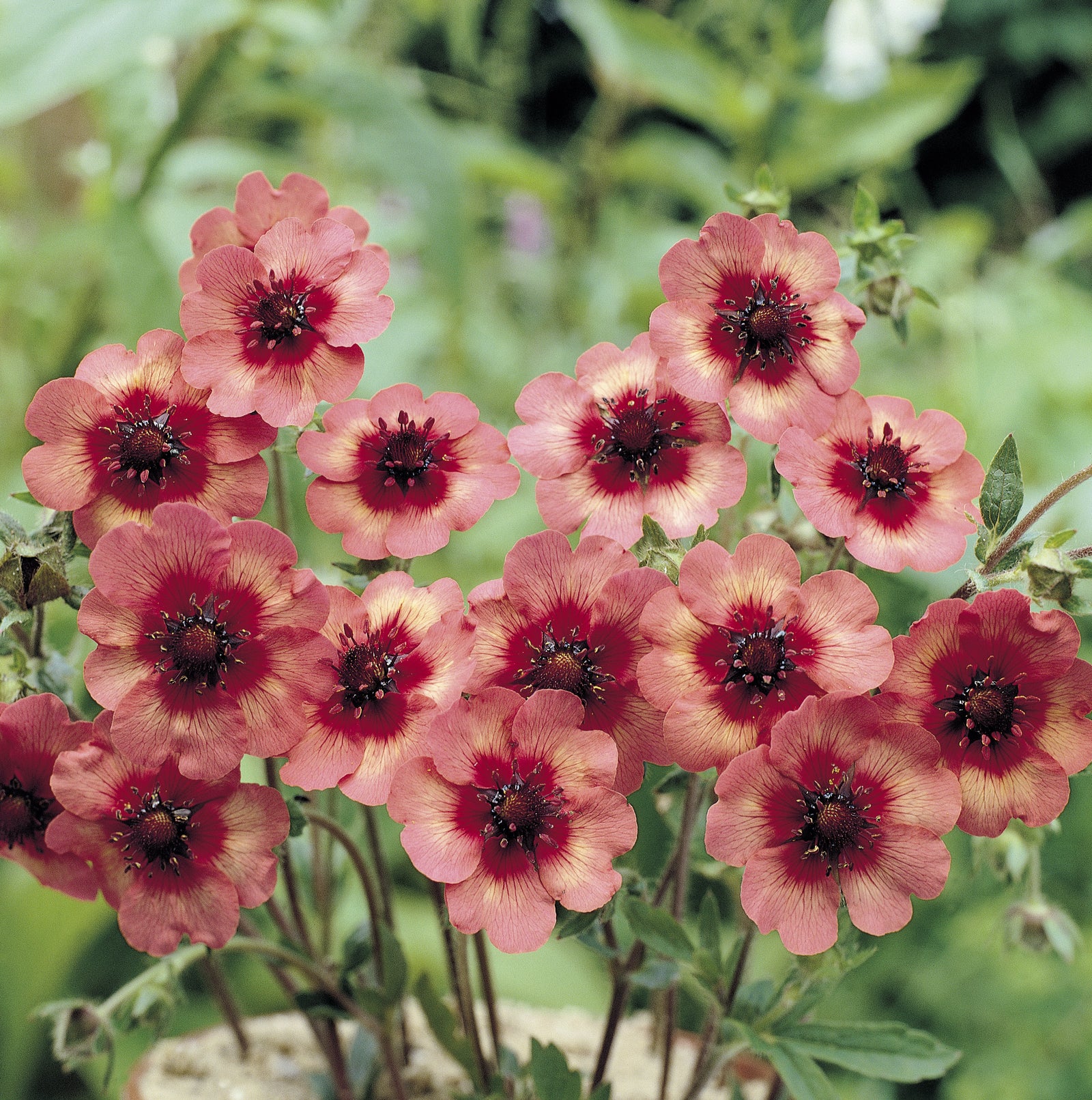 Potentilla Melton Fire