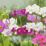 Primula Fairy Lights Mixed
