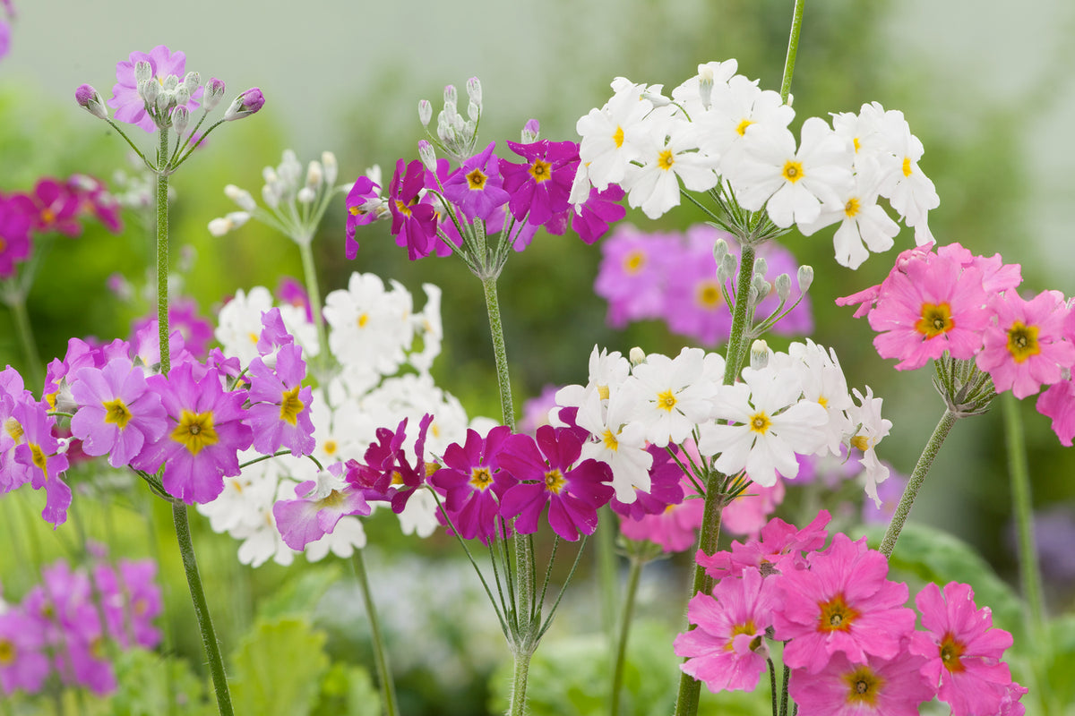 Primula Springtime Mix Primula Fairy Lights Mixed – Egmont Seeds