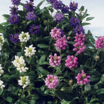 Prunella Freelander Mix