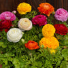 Ranunculus Bloomingdale Mix F1 Hybrid