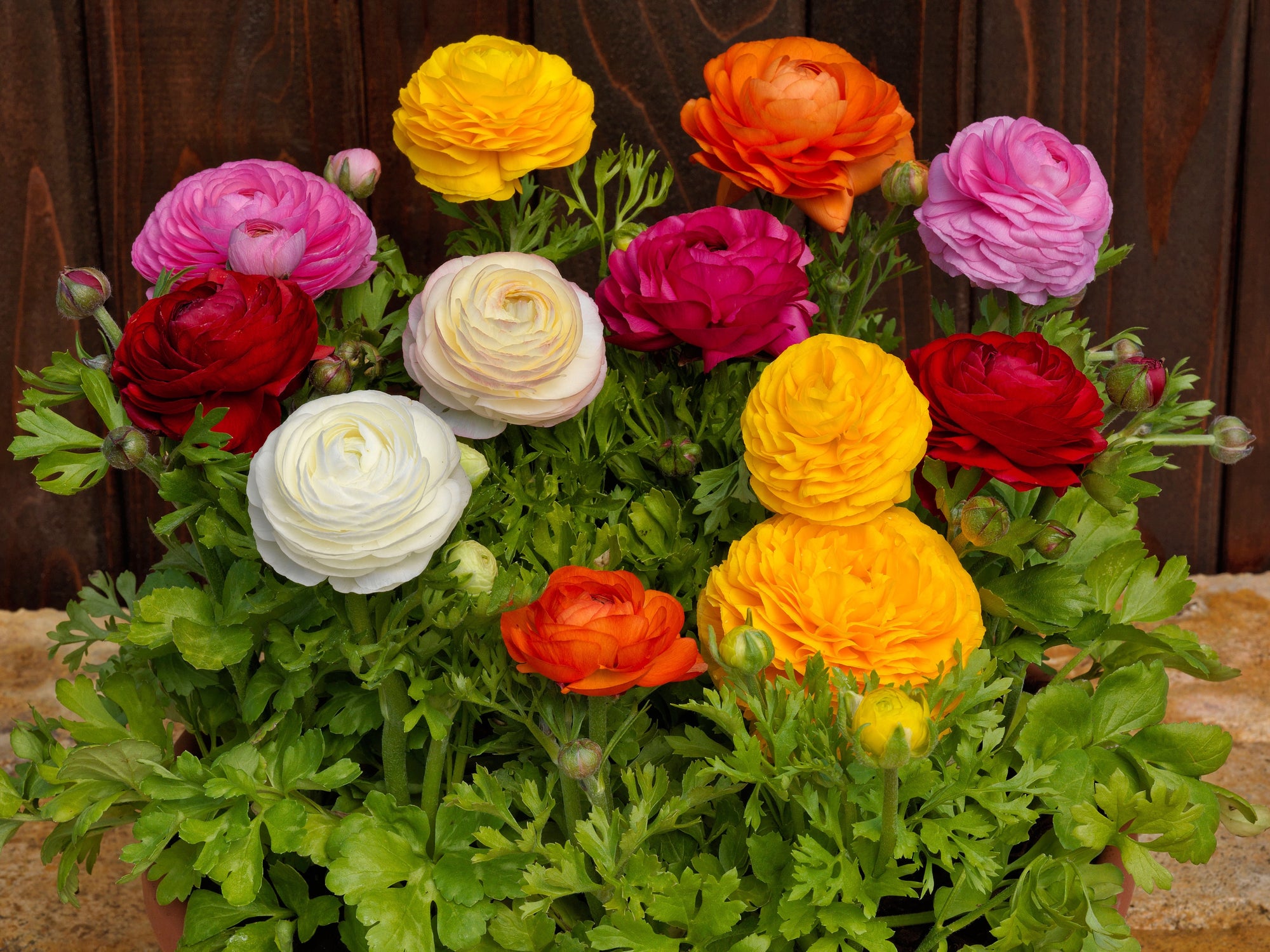 Ranunculus Bloomingdale Mix F1 Hybrid