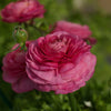 Ranunculus Bloomingdale Rose Shades