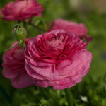 Ranunculus Bloomingdale Rose Shades
