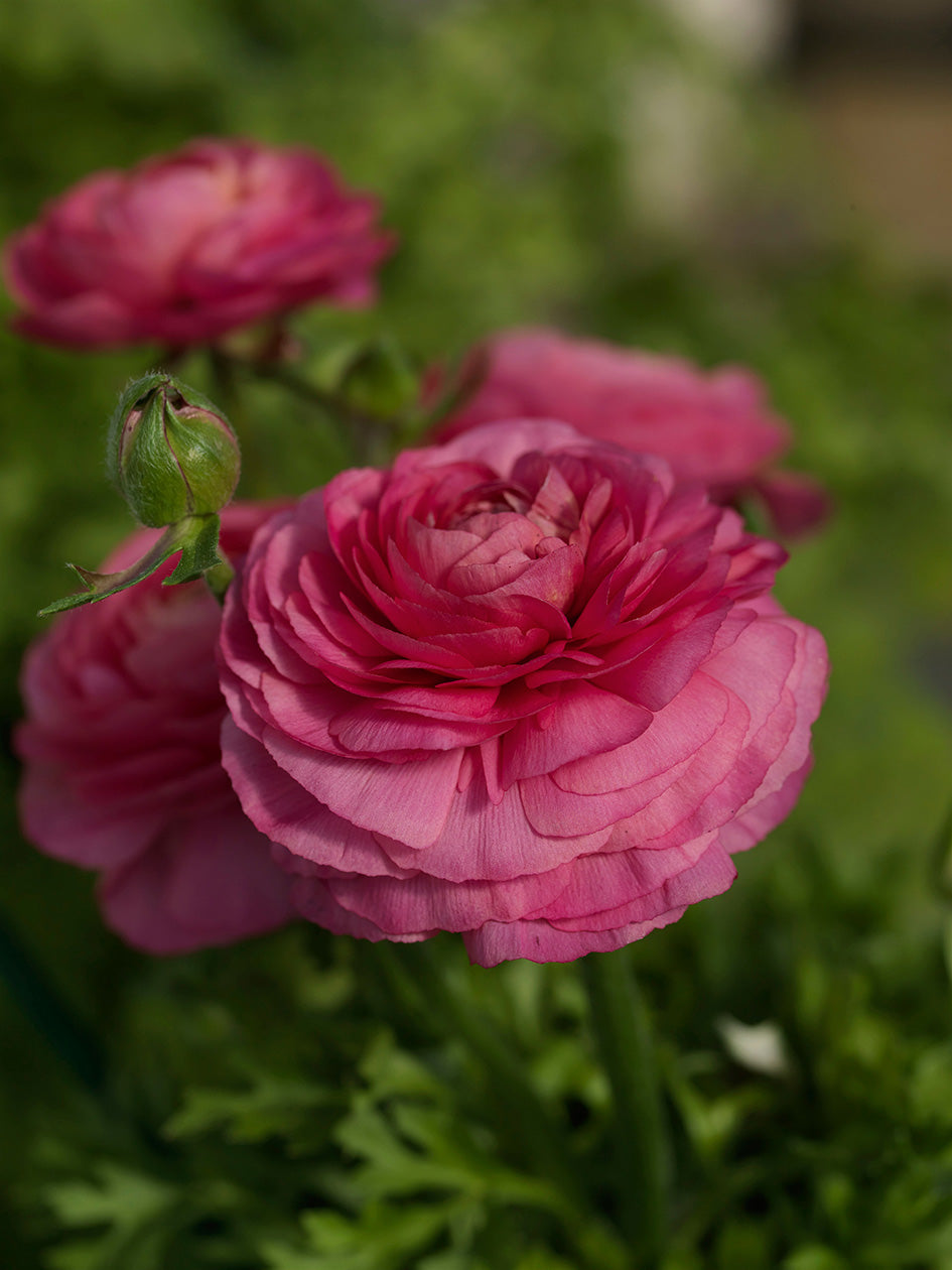 Ranunculus Bloomingdale Rose Shades