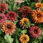 Rudbeckia Sahara