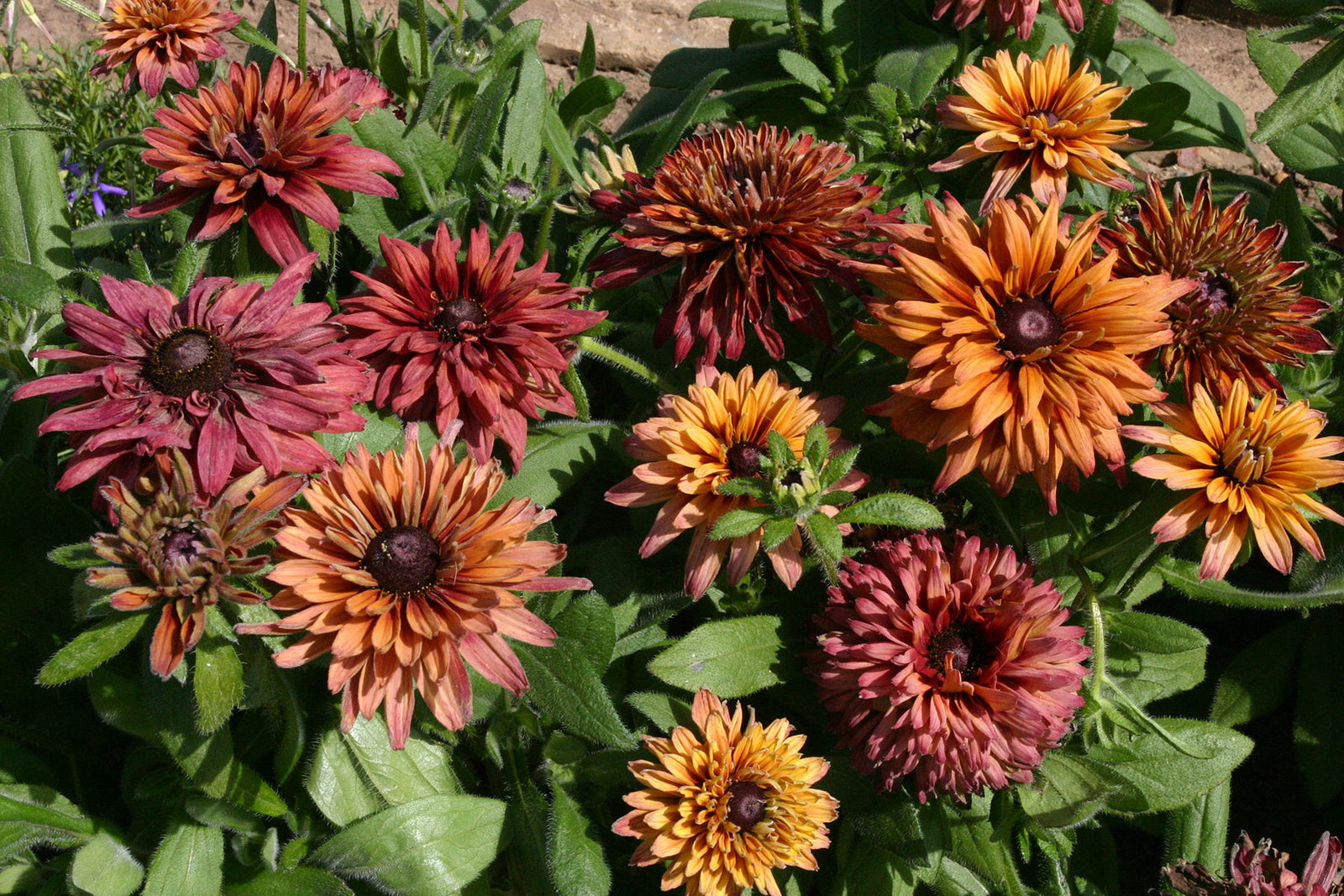 Rudbeckia Sahara