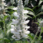 Salvia Dwarf Cirrus White