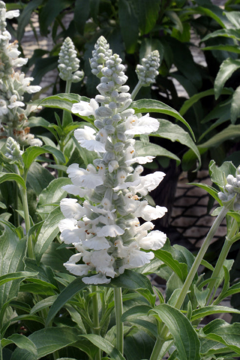 Salvia Dwarf Cirrus White