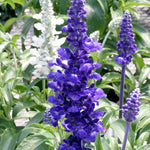 Salvia Dwarf Rhea Blue
