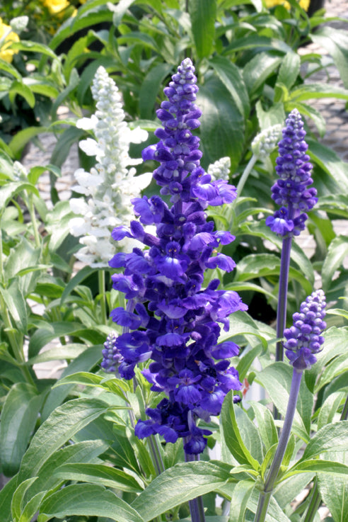 Salvia Dwarf Rhea Blue