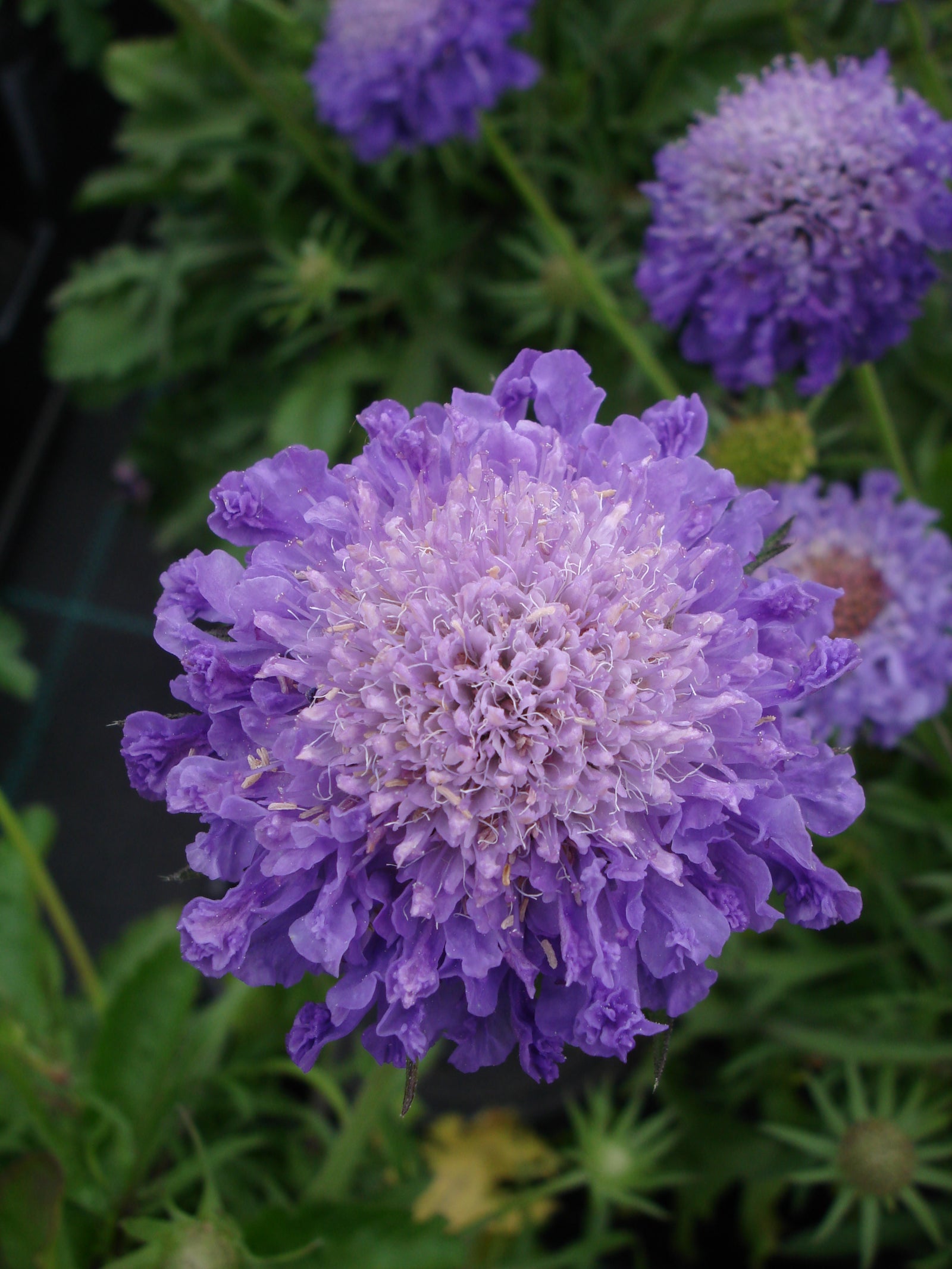 Scabiosa Blue Note