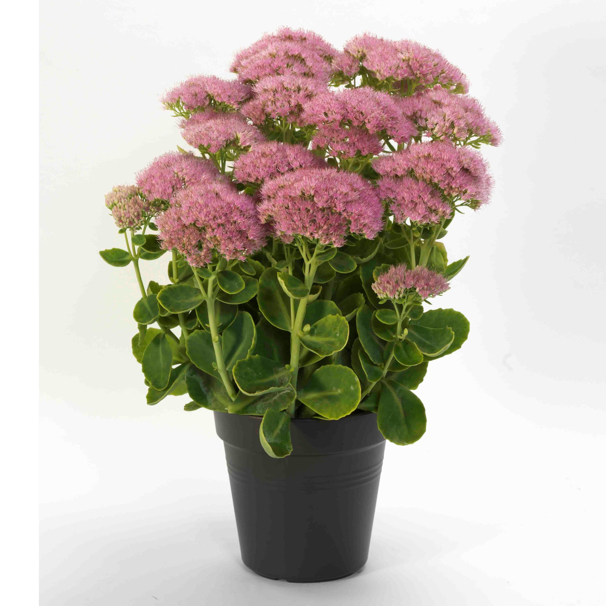 Sedum Spectacular