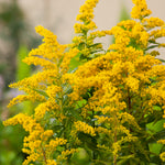 Solidago Baby Gold