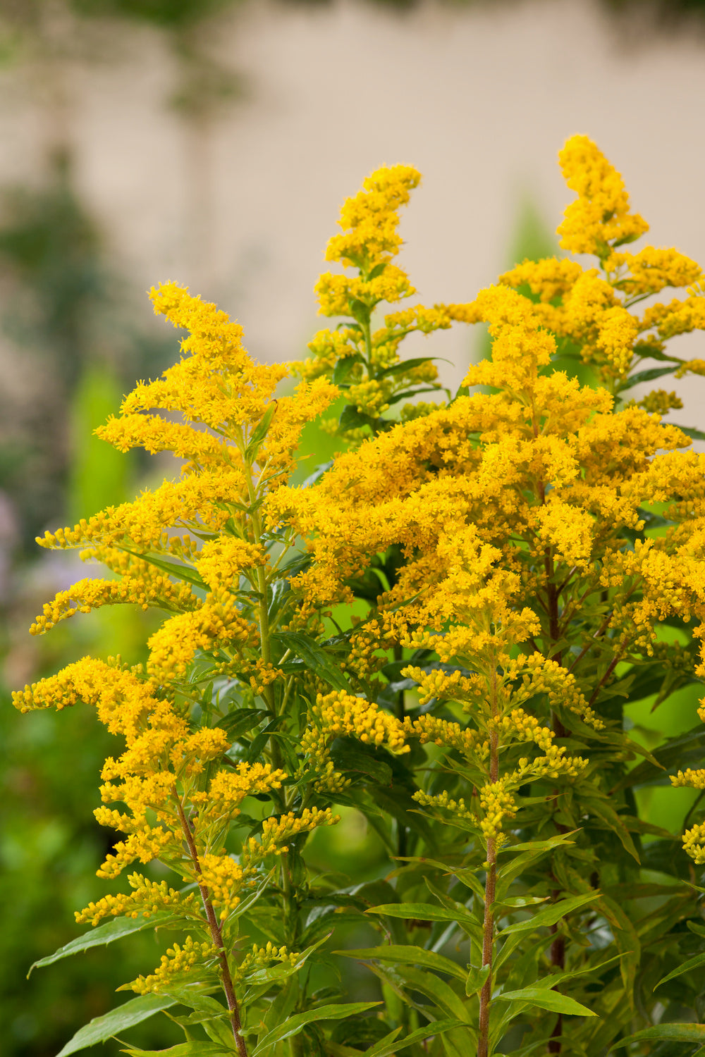 Solidago Baby Gold