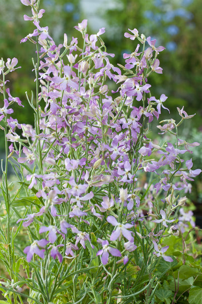planting night scented stock seeds Stock Evening Scented – Egmont Seeds