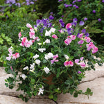 Sweet Pea Hammett's Dwarf Cupid Mix