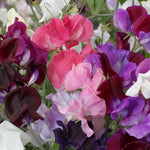 Sweet Pea Hammet's Horizon Mixed