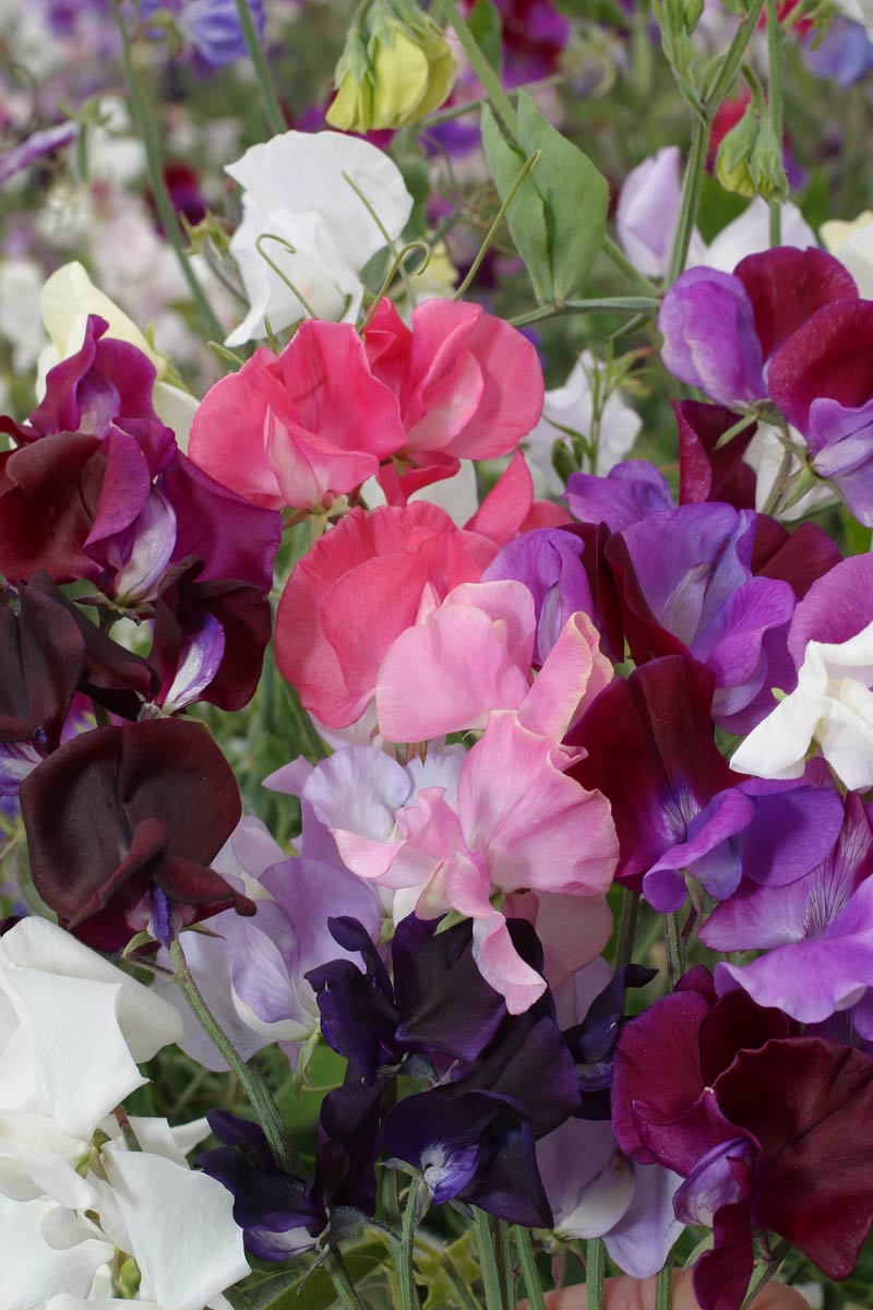 Sweet Pea Hammet's Horizon Mixed