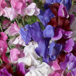Sweet Pea Hammet's Melody Mixed