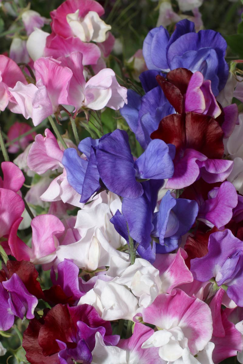 Sweet Pea Hammet's Melody Mixed