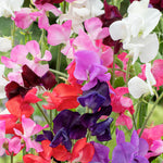 Sweet Pea Perfume Delight
