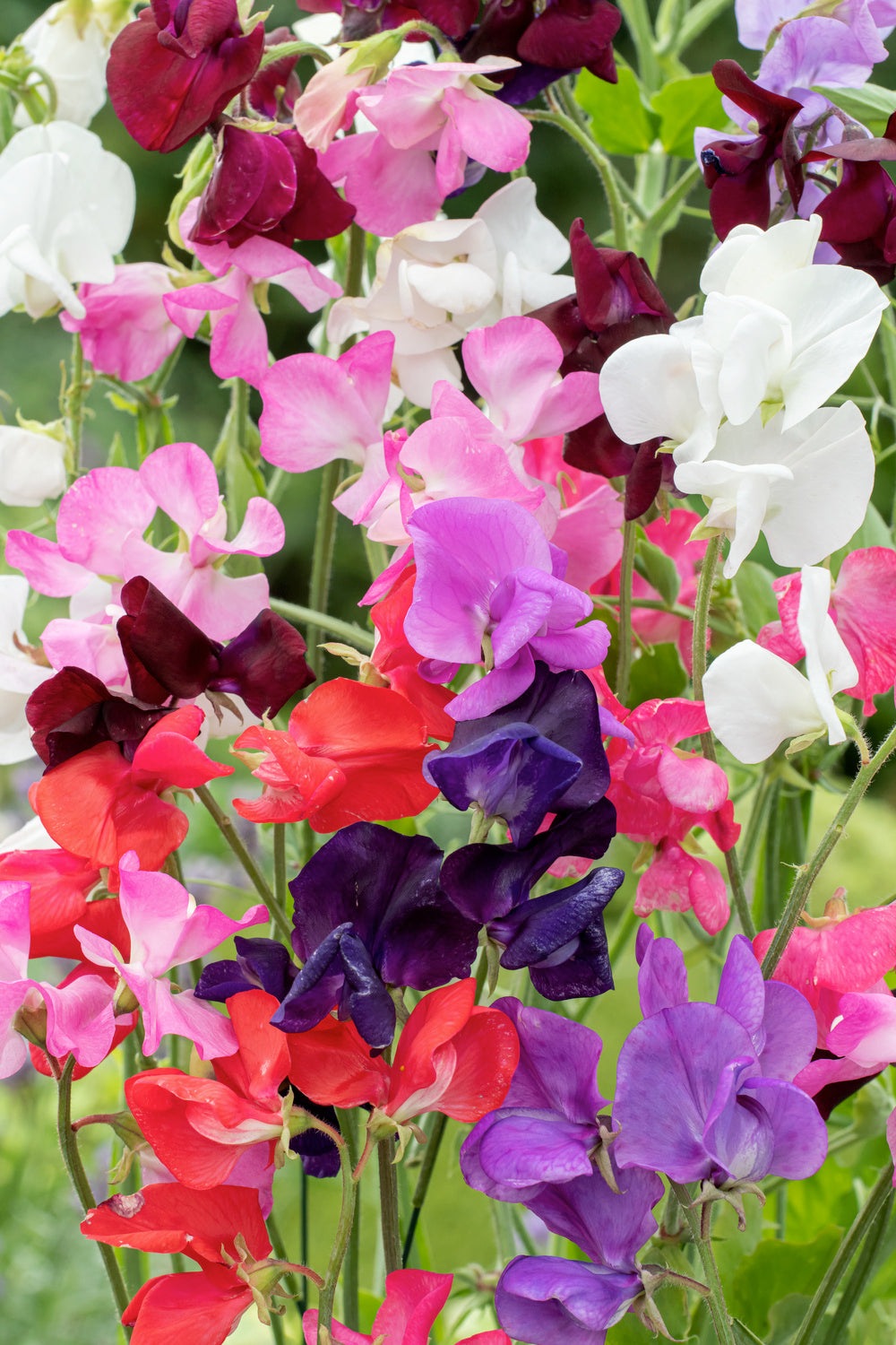 Sweet Pea Perfume Delight