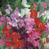 Sweet Pea Royal Mix