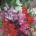 Sweet Pea Royal Mix