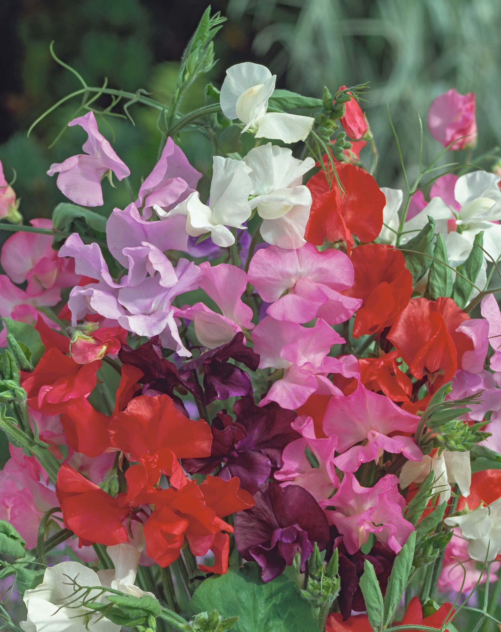 Sweet Pea Royal Mix