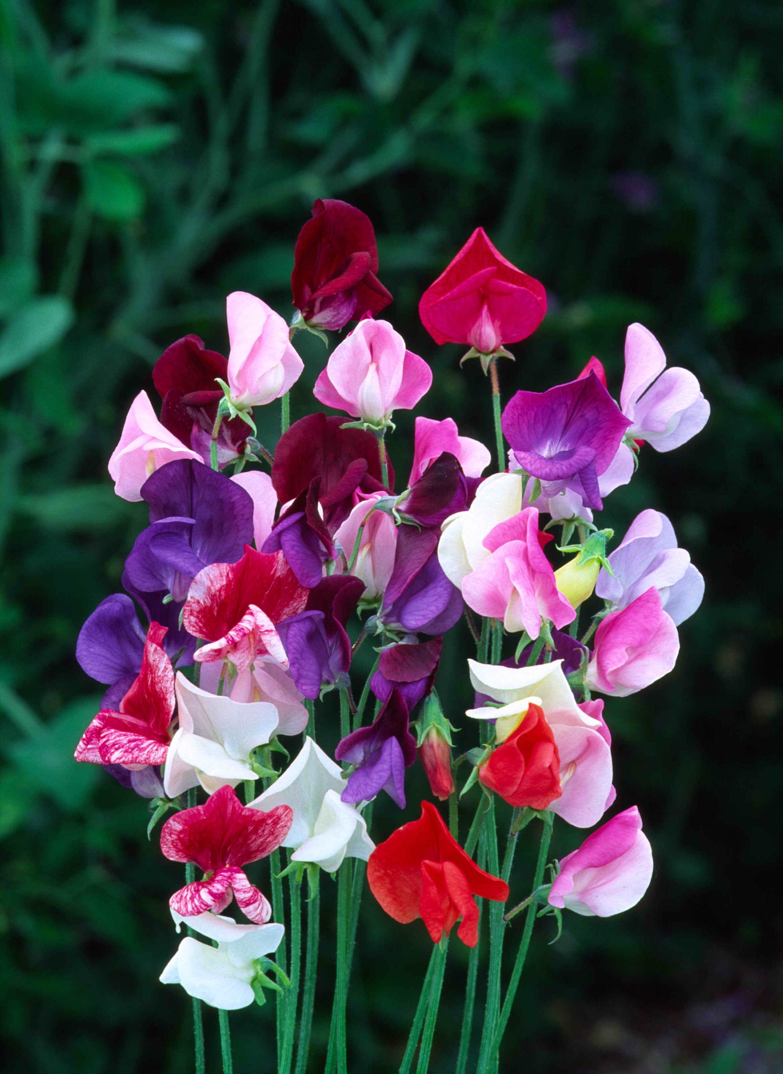 Sweet Pea Heirloom Mix