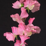 Sweet Pea Pink Nines