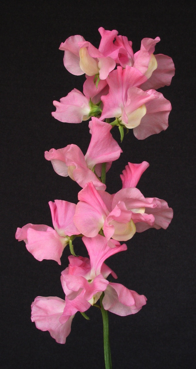 Sweet Pea Pink Nines
