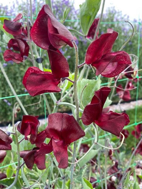 Sweet Pea Retro Red
