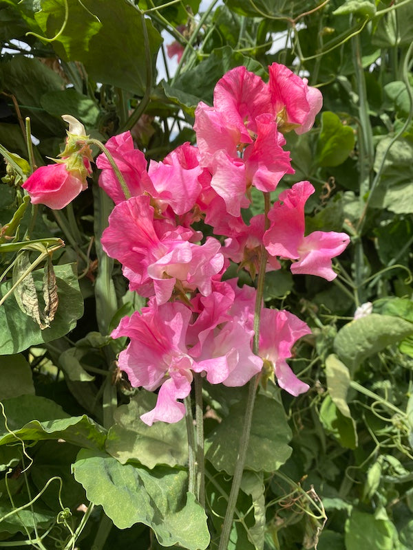 Sweet Pea Strawberry Fields