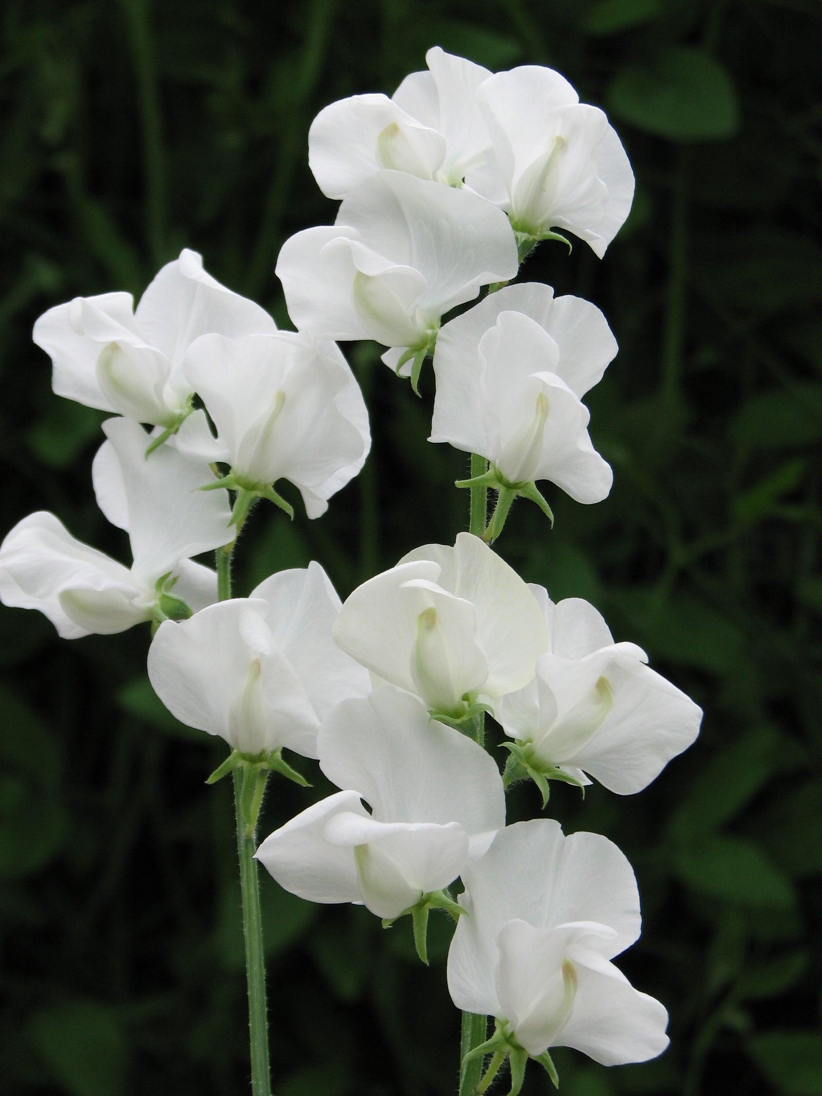 Sweet Pea Unwins Royal Wedding