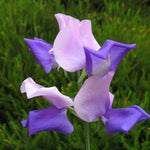 Sweet Pea Hammett's Erewhon