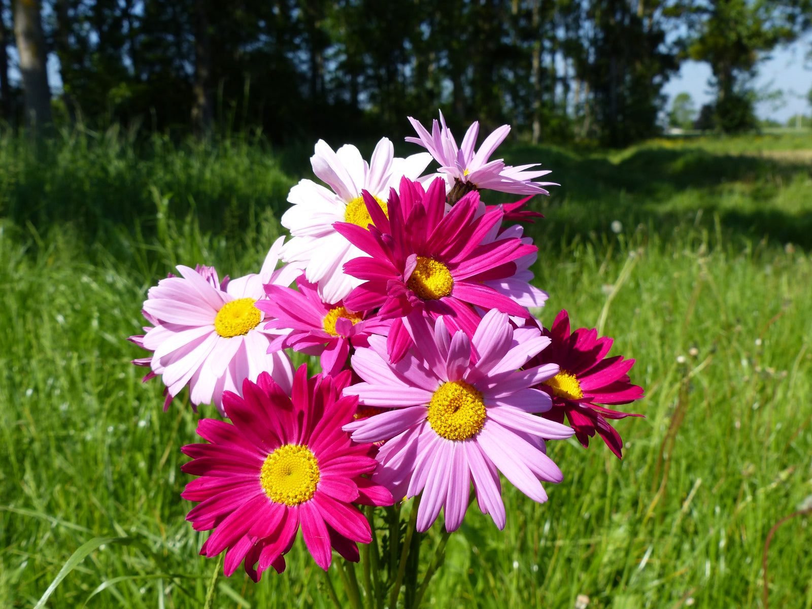 Tanacetum Robinsons Mix