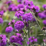 Verbena Dazzling Nights