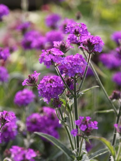 Verbena Dazzling Nights