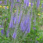 45010_FREE