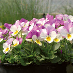 Viola White with Purple Wing F1 Hybrid