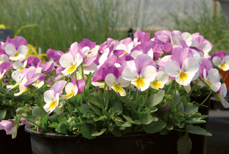 Viola White with Purple Wing F1 Hybrid