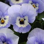46035_FREE